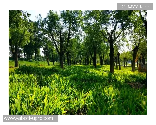 科内特称赞文班职业态度与专注力期待其未来更大突破与成长